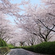 花トンネル