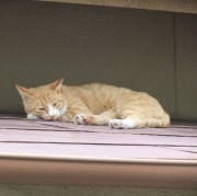 長谷川燐次郎の猫のようです