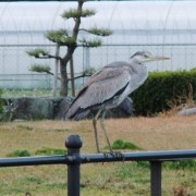 何か狙っている