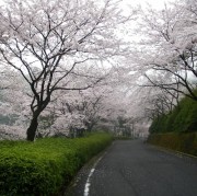 花のトンネル