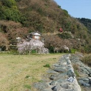 お狸さんの赤い鳥居