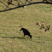 花見のカラス