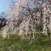 一足早く咲く枝垂れ