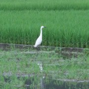 青田に白鷺