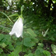 祈りの花