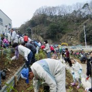 植えています