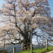 カメラに入りきらない