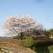 二代目醍醐桜