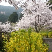 レンギョウと