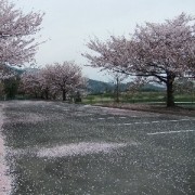 丹原文化会館のさくら