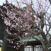 西條神社の梅も見ごろ