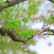 もうすぐ葉桜に