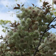 八重の黄桜