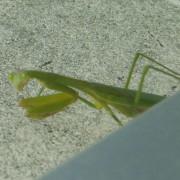 ガラス越しのカマキリ