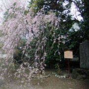 枝垂れ桜