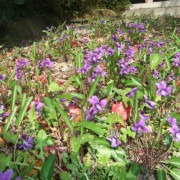 すみれの花園