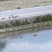 代田のムクドリ