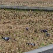 hato